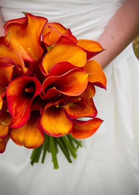 Orange Calla Lilies Bridal Bouquets